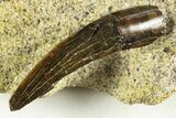 Serrated Tyrannosaur Tooth in Rock - Judith River Formation #313331-2